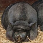 Pot-bellied_pigs_in_Lisbon_Zoo_2008 (2)